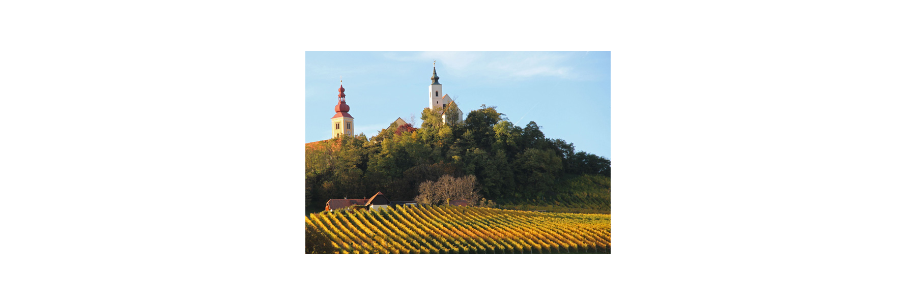 Die österreichische Weinlandschaft bringt Jahr...