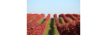 Mittelburgenland