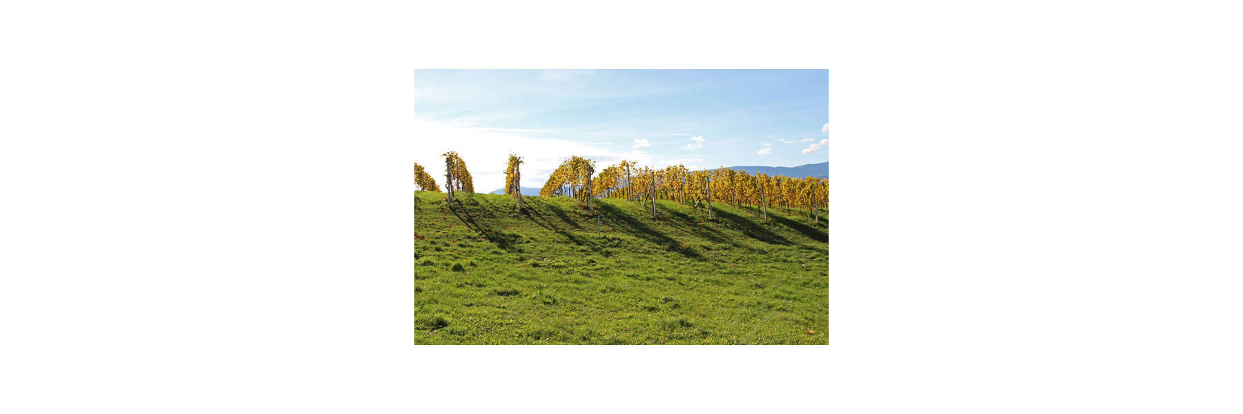 Das Weinbaugebiet befindet sich an den...