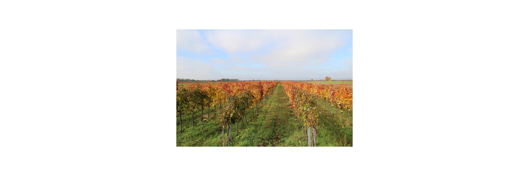 Der Weinbau hat in Italien seit seiner frühen...