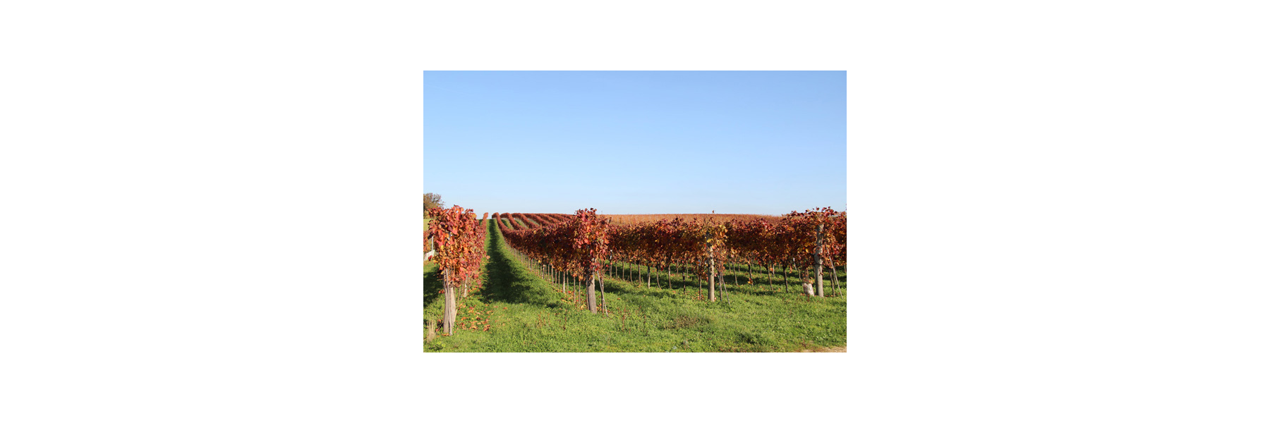 Das Weinbaugebiet liegt im Nordosten Italiens...